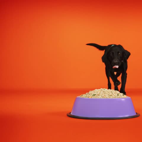 Pets ad by Chewy