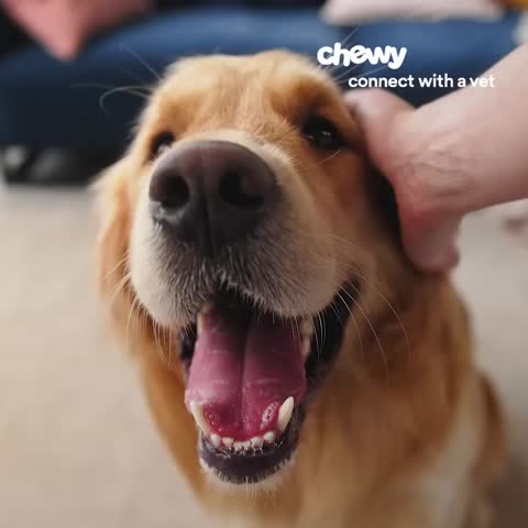 Pets ad by Chewy