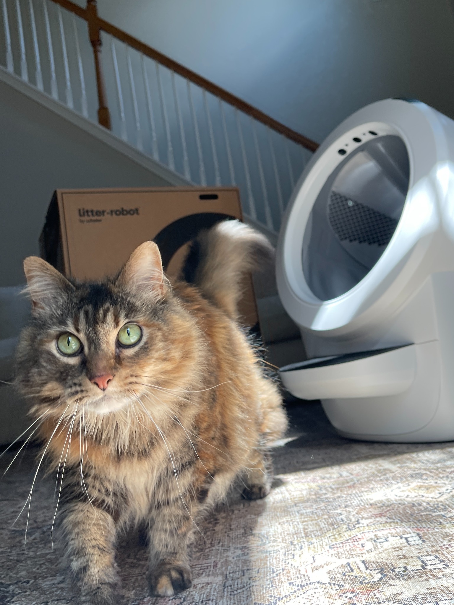 Story ad by Litter-Robot by Whisker